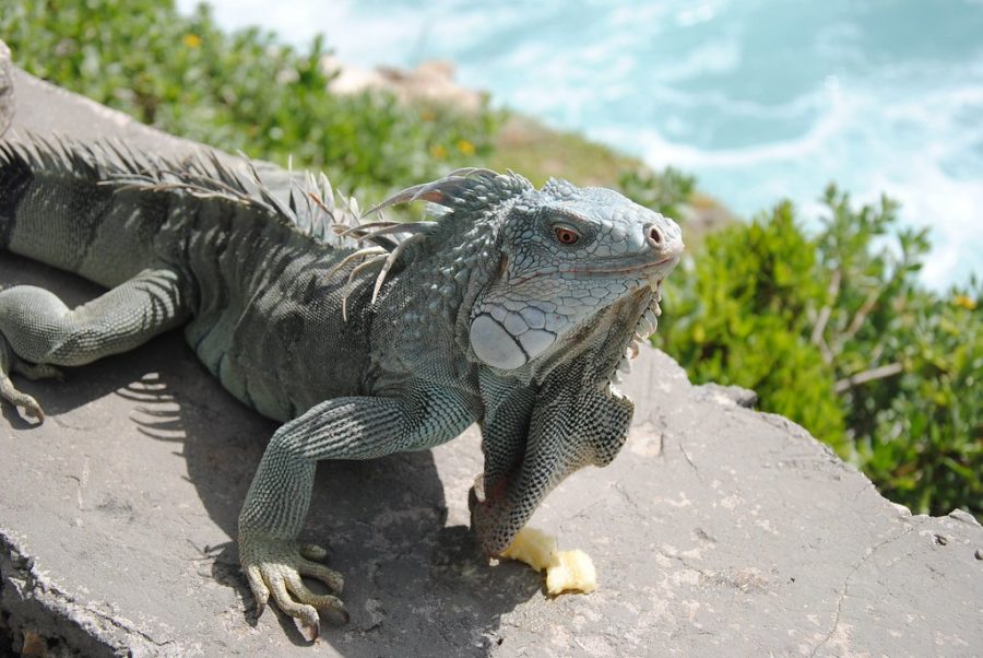 News reaction: The night the iguanas fell