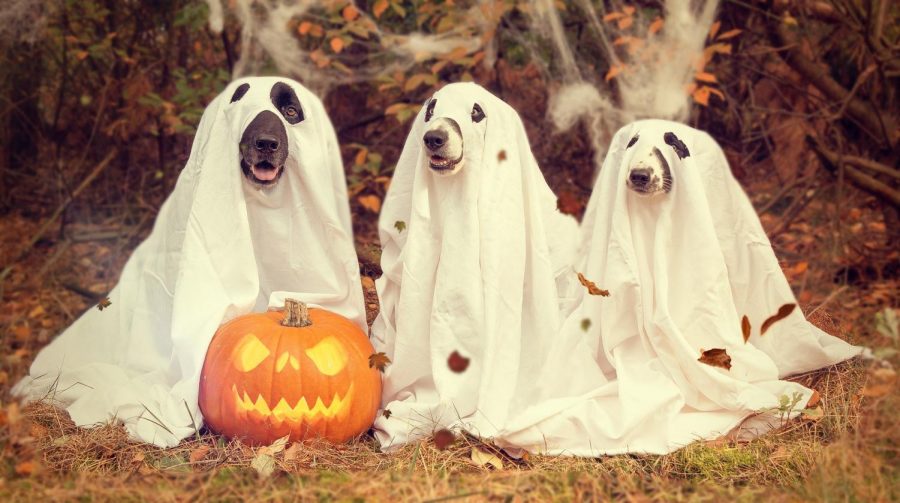 Even more fun than dressing yourself for Halloween--dress your pet! Source: Dogs Today Magazine