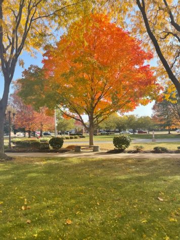 A student takes a picture of the fall foliage while on a college tour. Fall colors can boost mood and provide good mental health benefits.  