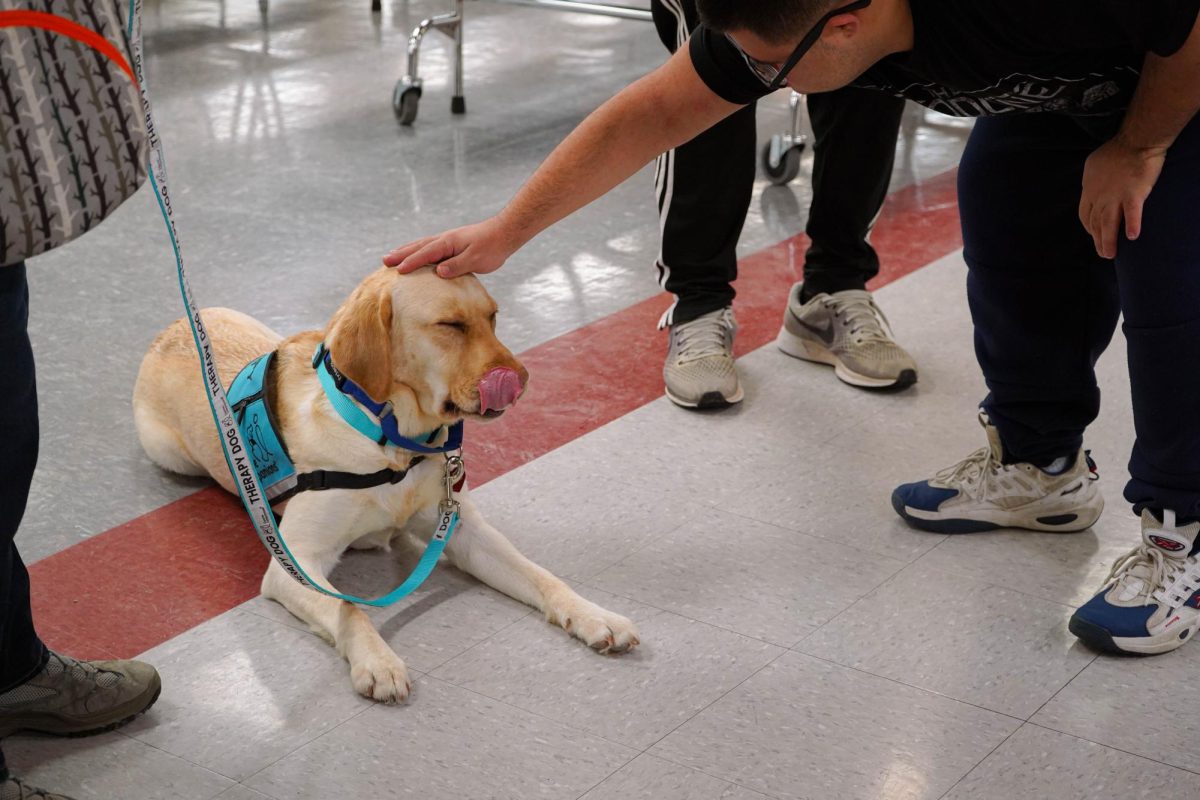 Kamila getting pet  by a student 